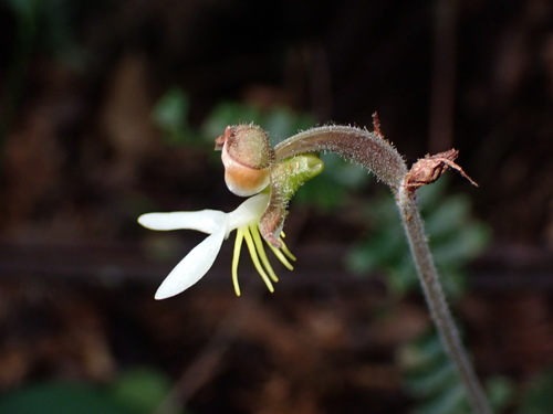 Anoectochilus formosanus iNat (1)