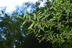 Callicarpa randaiensis