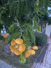 Gonopterodendron arboreum