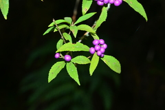 Callicarpa randaiensis