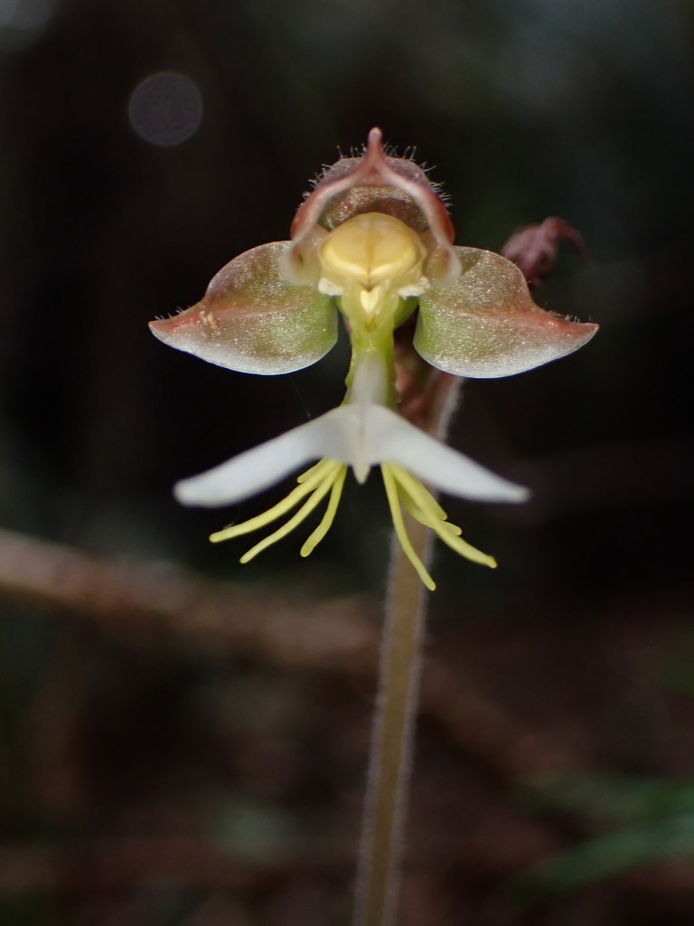 Anoectochilus formosanus (Anoectochilus formosanus)