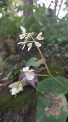 Begonia plebeja