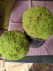 Maclura pomifera
