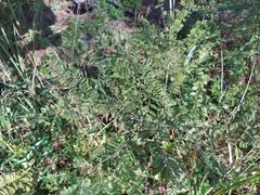 Amorpha herbacea