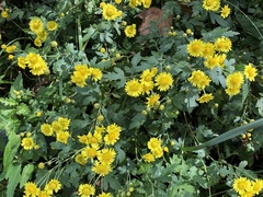 Chrysanthemum arisanense