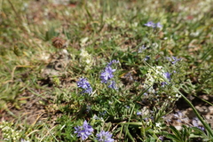 Veronica orsiniana