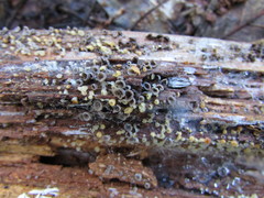 Resupinatus striatulus