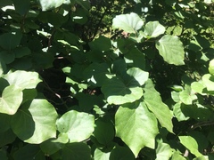 Styrax platanifolius
