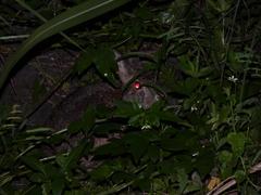 Lepus sinensis formosus