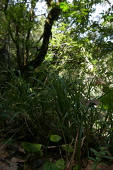 Carex perraudieriana