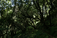 Laurus novocanariensis