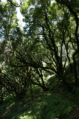 Laurus novocanariensis