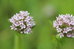 Plectritis ciliosa