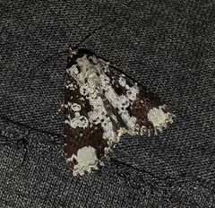 Condica cupentia