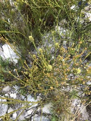 Thesium spicatum