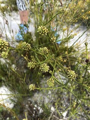 Thesium spicatum