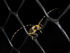 Acalolepta permutans paucipunctata