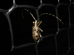 Acalolepta permutans paucipunctata