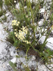 Struthiola confusa