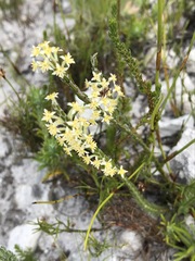 Struthiola confusa