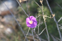 Ipomoea ternifolia