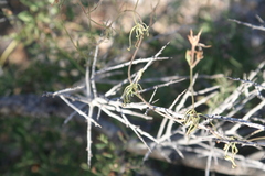 Ipomoea ternifolia