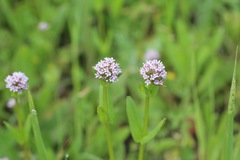 Plectritis ciliosa