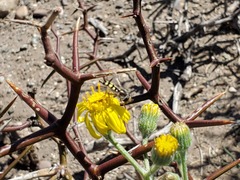 Austroscaeva occidentalis