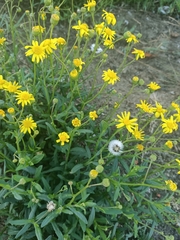 Senecio santiagoensis