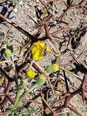 Austroscaeva occidentalis