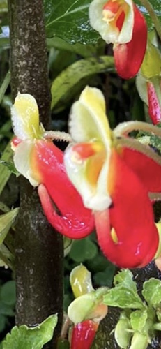 Impatiens niamniamensis image