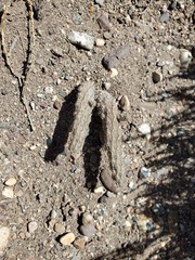 Pterocactus tuberosus