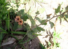 Sphaeralcea cordobensis