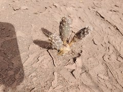 Maihueniopsis