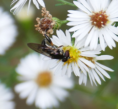 Chalcosyrphus metallicus