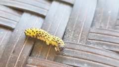 Periclista