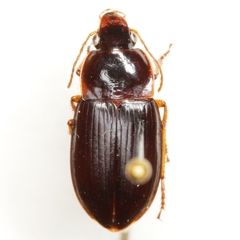 Notiobia sayi