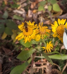 Episyrphus balteatus