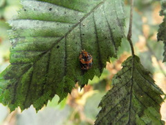Harmonia axyridis