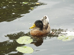 Anas platyrhynchos