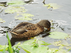 Anas platyrhynchos