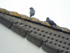 Corvus monedula