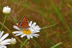 Lycaena phlaeas