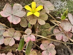 Oxalis corniculata