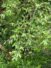 Ficus ampelos