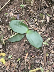 Haemanthus deformis