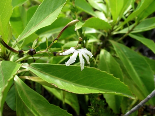 Scaevola chamissoniana