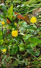 Sonchus oleraceus