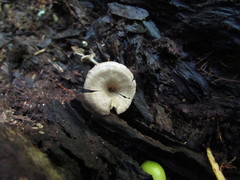 Entoloma undatum