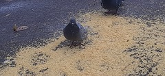 Columba livia domestica